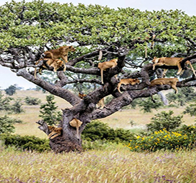 Tree-climbing Lions resting on the branches of a tree in the Lake Manyara's Savanna.
