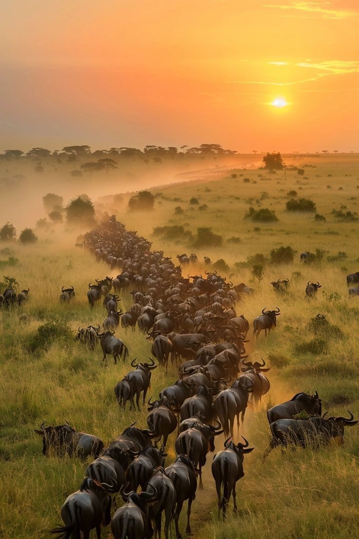 Wildebeests migrating in Serengeti