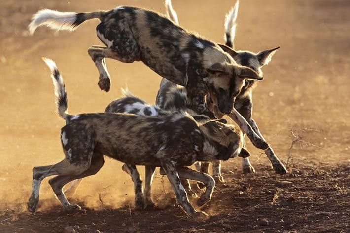 African wild dogs hunting in Nyerere National Park Tanzania