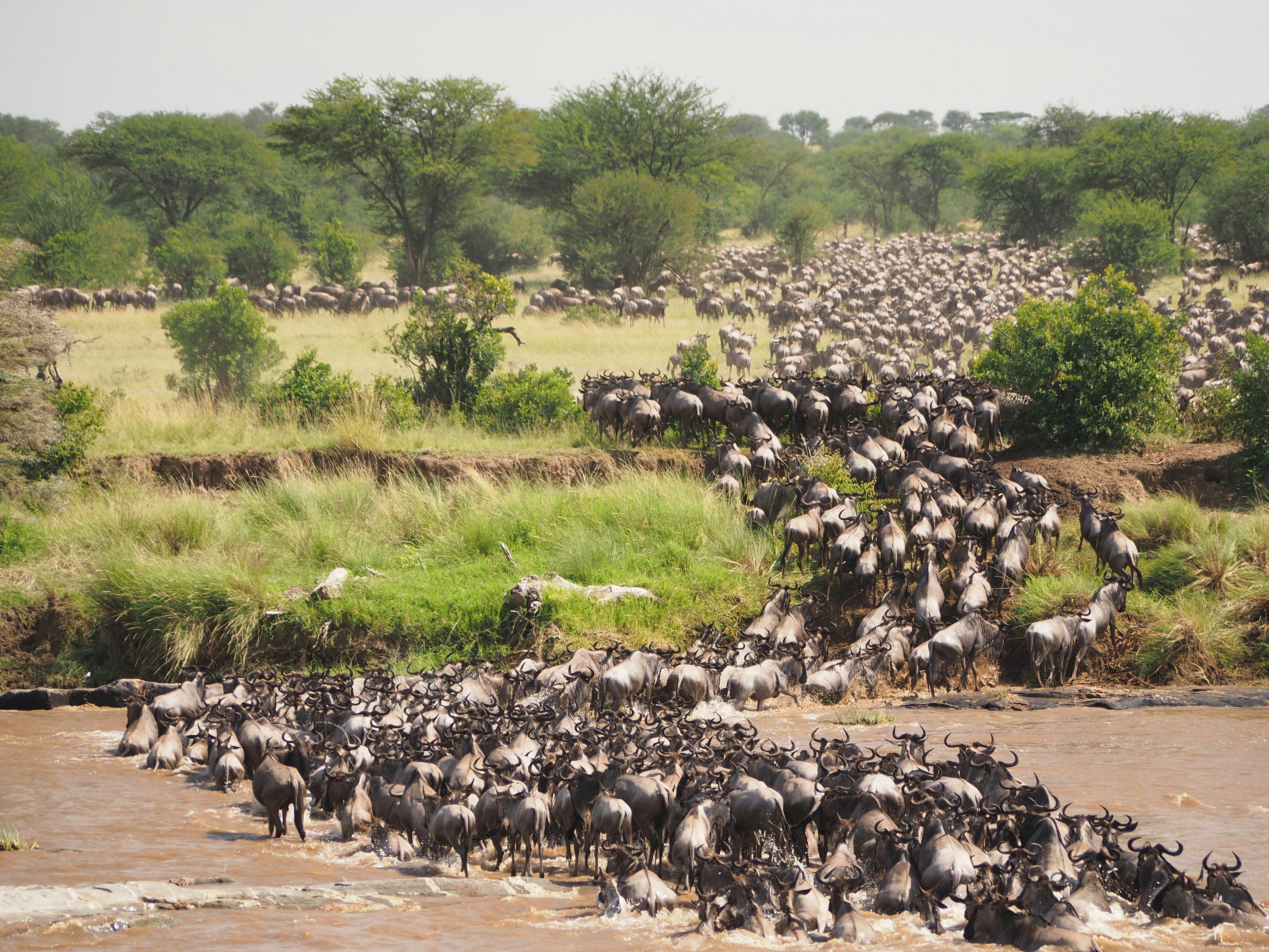 Serengeti National Park Migration