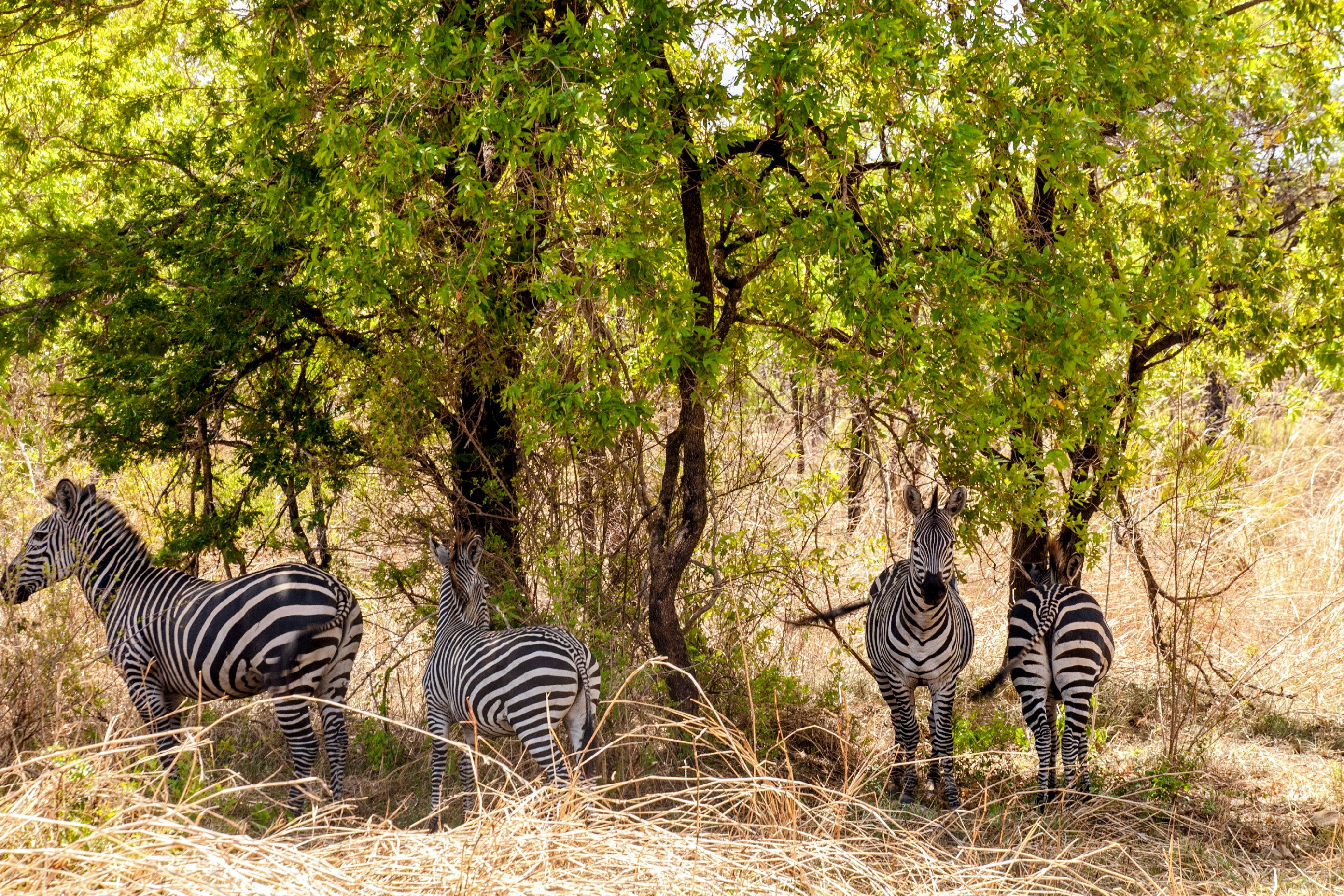 Herd of Zebras in Mikumi