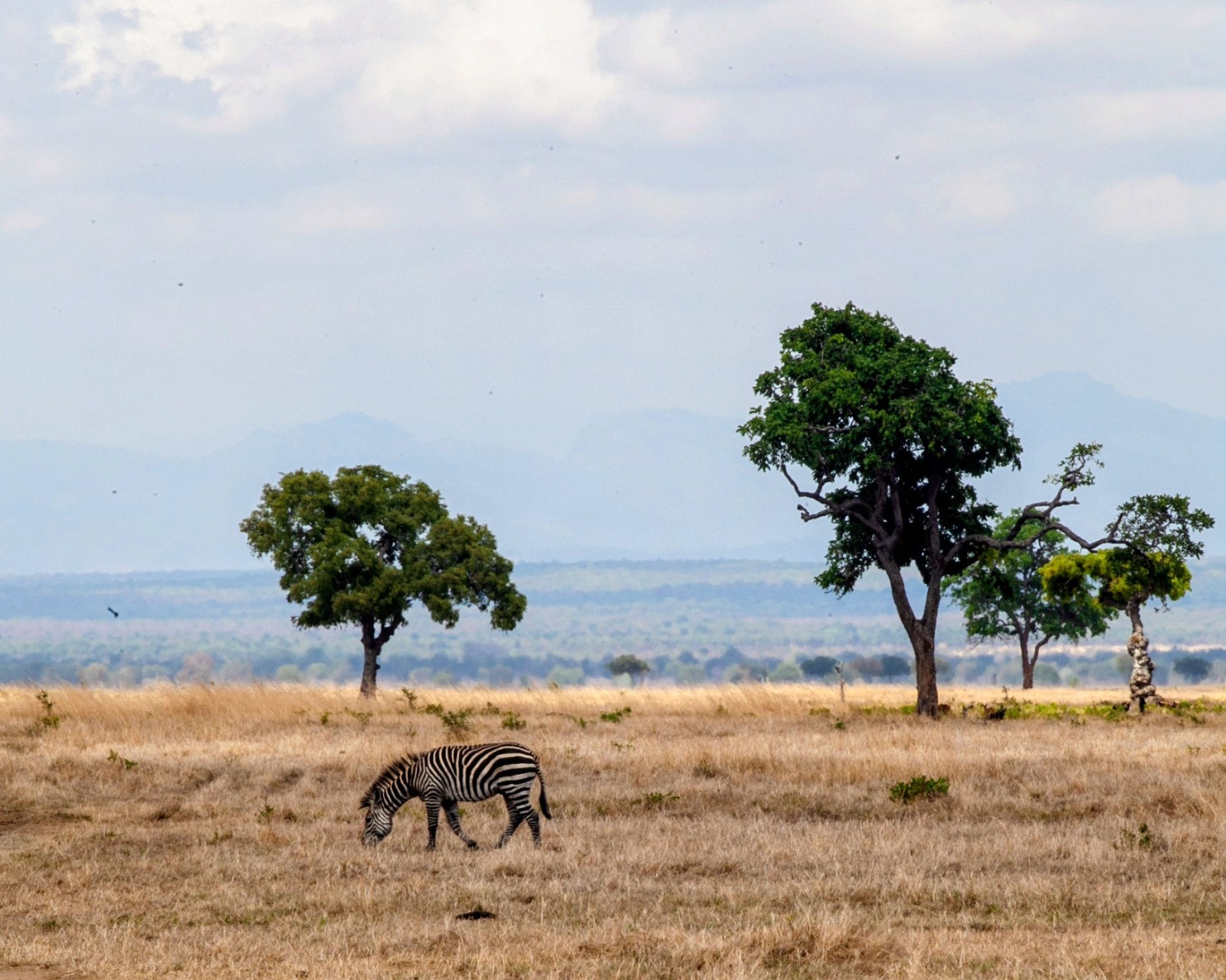 A Zebra wandering in Mikumi National Park