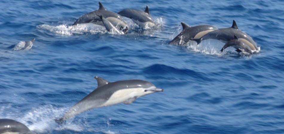 Dolphins at Kizimkazi with snorkeling experienc